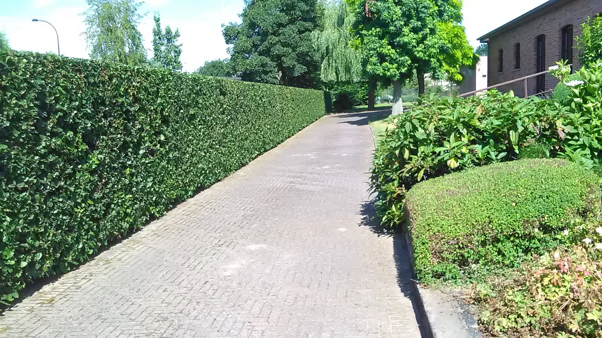 Lange, strak geschoren haag langs een oprit in klinkers