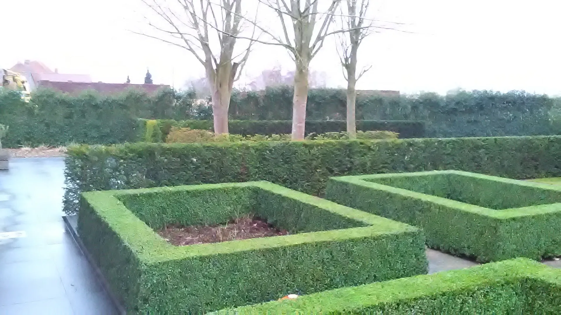 Strakke buxusvakken in de winter, met kale bomen erachter