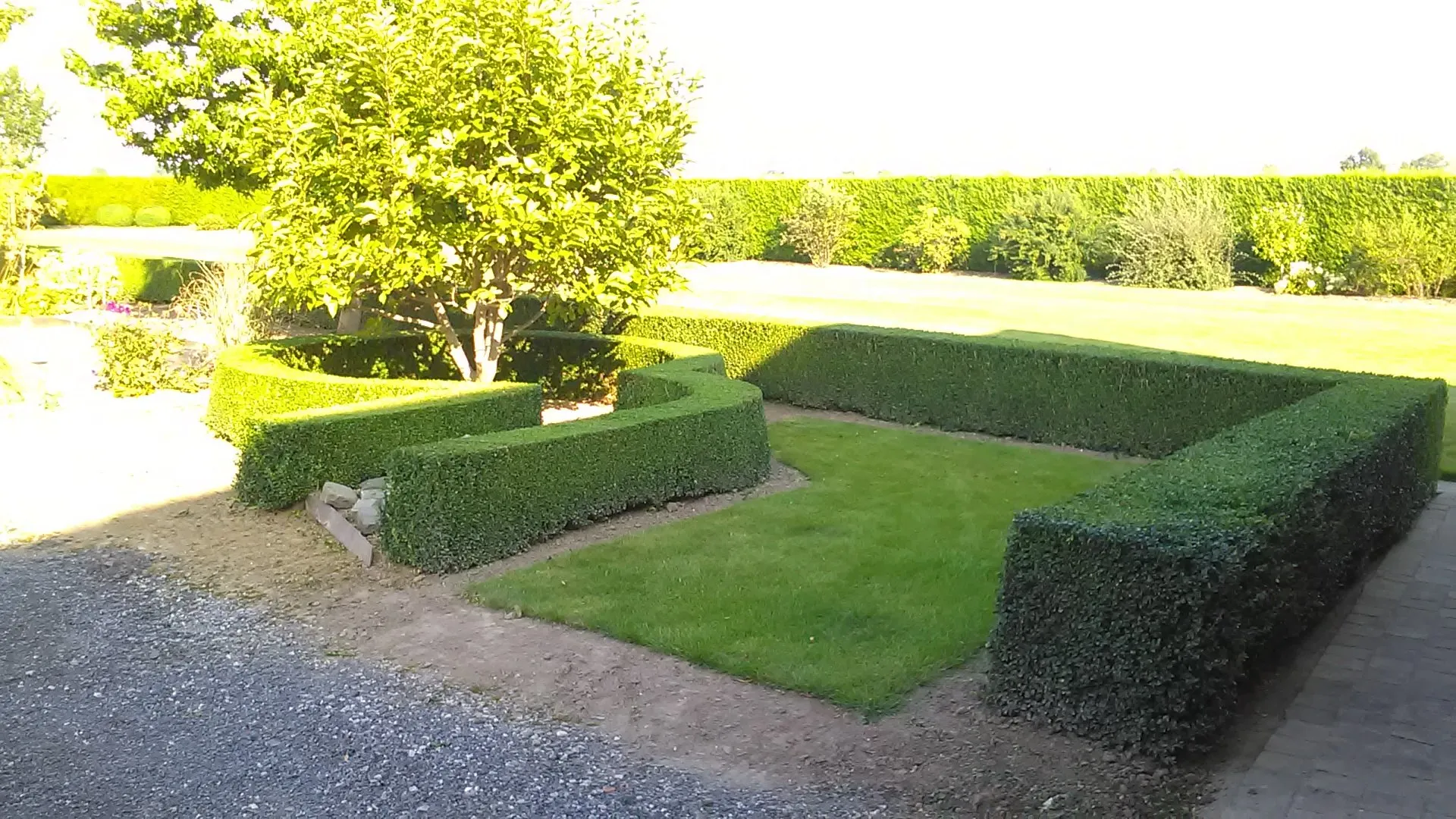 Laag geschoren hagen rond een gazon in het avondlicht, met een boom op de achtergrond