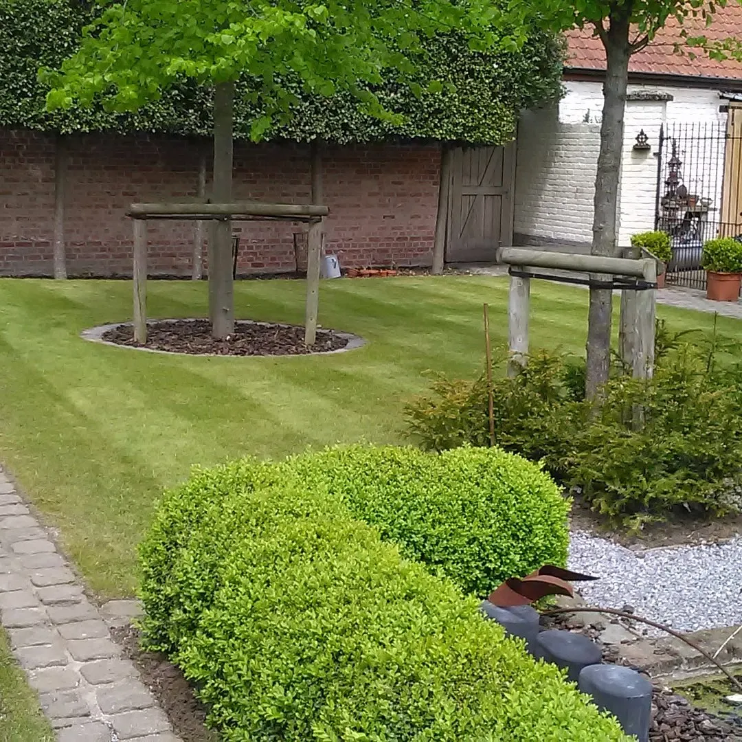 Gazon met twee jonge bomen aan steunpalen en buxusbollen langs het pad